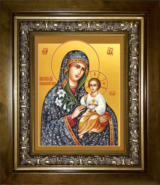 Неувядаемый Цвет, икона Божией Матери 14х18 в киоте 20х24 km_25_141