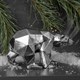 Скульптура Медведь Шейп Сильвер Bo22698_4243
